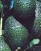 Hass Avocado Tree Five Gallon