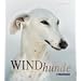 Windhunde: Schnell, Sanft, Liebenswert