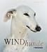 Windhunde. Schnell, Sanft, Liebenswert
