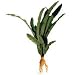 Apongeton Crispus - Small - 7 in. to 8 in.