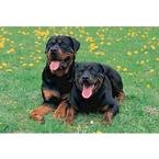 Rottweiler 1000pc Puzzle 2007