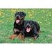   - Rottweiler 1000pc Puzzle 2007