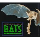 Outside And Inside Bats