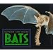 Outside And Inside Bats