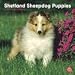 sheepdog7 - Shetland Sheepdog Puppies 2010 Wall Calendar