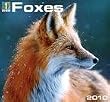 Foxes 2010 Wall Calendar