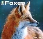 Foxes 2010 Wall Calendar