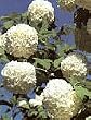 Snowball Bush One Gallon