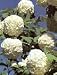Snowball Bush Five Gallon