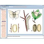 Illustrated Resource Library - The World of Butterflies CD ROM