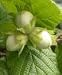 10X Hazel  (Corlylus Avellana) Tree-  60-90cm -BAREROOT