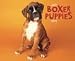 boxer13 - Just Boxer Puppies 2010 Wall Calendar