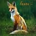 Foxes 2009 Calendar, 12x12