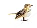 Midwest Design Birds Feather Hermit Thrush 3.5