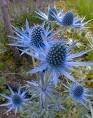 25 BLUE STAR SEA HOLLY Eryngium Flower Seeds 25 BLUE STAR SEA HOLLY Eryngium Flower Seeds