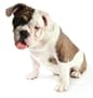 Dog Boarding Facility Start Up Business Plan NEW 2008!
