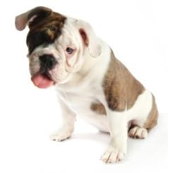 Dog Boarding Facility Start Up Business Plan NEW 2008!