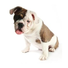 Dog Boarding Facility Start Up Business Plan NEW 2008!