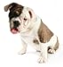 Dog Boarding Facility Start Up Business Plan NEW 2008!