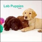 Lab Puppies 2009 Wall Calendar
