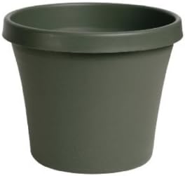 TERRAPOT THYME GREEN 6" (Pkg of 5)