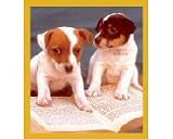Jack Russell Smart Puppies