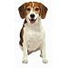   - Beagle Cut Out Card