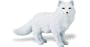 Safari: Arctic Fox