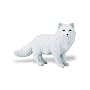 Arctic Fox