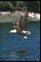 Bald Eagles Photo CD