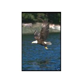 Bald Eagles Photo CD