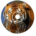 Tigers: Tracking A Legend