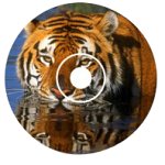 Tigers: Tracking A Legend