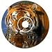 Tigers: Tracking A Legend