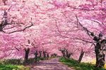 1000ピース 桃色の道(権現堂桜堤)