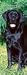 Black Labrador Retrievers 2008 Slimline Wall Calendar - Dog Calendars