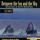 Between the Sea & the Sky: The Whale