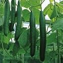 SUTTONS SEEDS: Cucumber F1 Bella (All Female) Seeds (4 seeds)