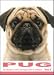 THE DOG Notecard Vol. 1 - Pug