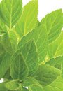 Fresh Tea Seed Kit 3-Pod