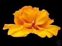 Cajun Color Hibiscus "Mango Moon"