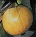 Red Malaysian Guava Tree Five Gallon