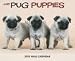 pug25  - Just Pug Puppies 2010 Wall Calendar