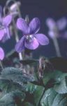 Review Crocus  / Viola riviniana Purpurea Group