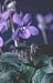 Viola riviniana Purpurea Group