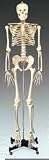Budget Bucky Skeleton With Stand -5 1/2 Feet Tall