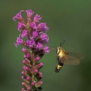 Marsh Blazing Star (Liatris spicata) - Jumbo Wildflower Seed Packet