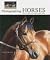 Photographing Horses: How to Capture the Perfect Equine Image