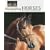 Photographing Horses: How to Capture the Perfect Equine Image