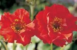 Geum Mrs J Bradshaw